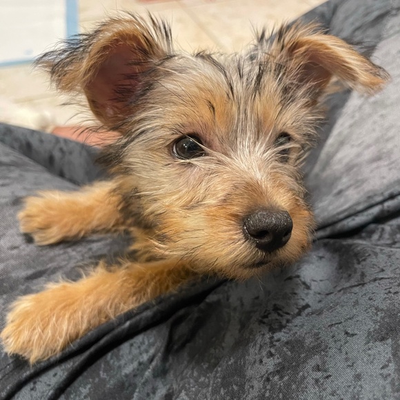 Meet your Posher, Brayonna - Picture 1 of 1